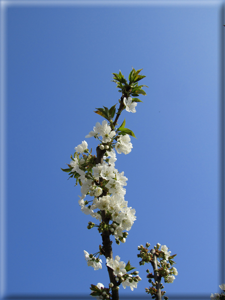 foto Paesaggi Collinari in Primavera